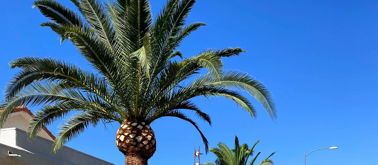 AZ Ezequiel Landscaping