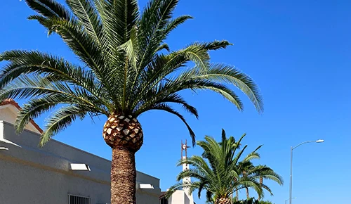 AZ Ezequiel Landscaping