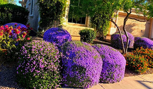 AZ Ezequiel Landscaping